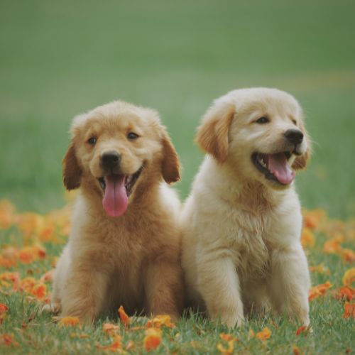 comprar golden retriever comprar golden retriever