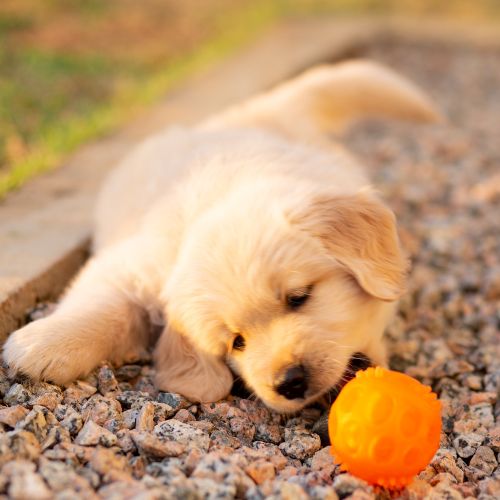 criaderos golden retriever criaderos golden retriever