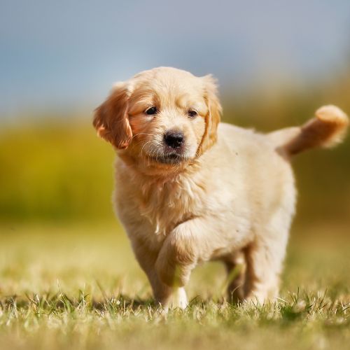 criador de golden retriever criador de golden retriever