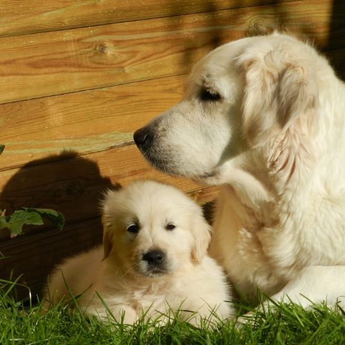criadores golden retriever criadores golden retriever