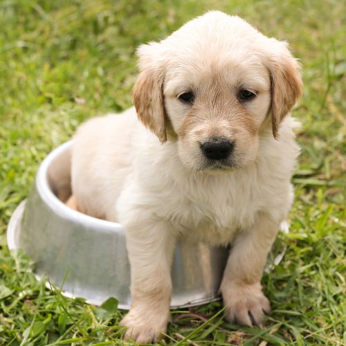 golden retriever cachorro