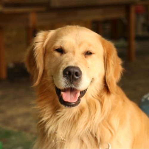 golden retriever chocolate golden retriever chocolate