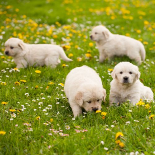 golden retriever dorado golden retriever dorado