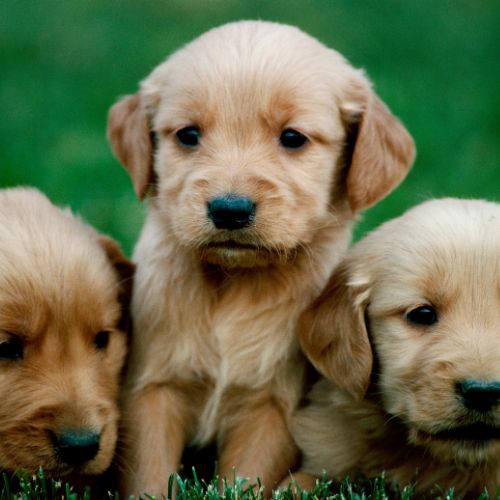 golden retriever marron golden retriever marron