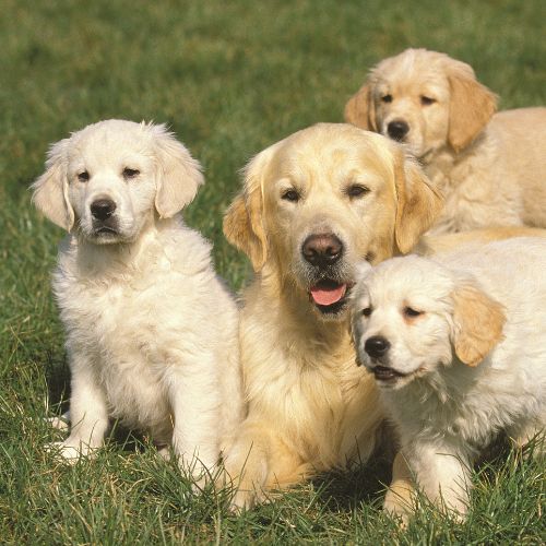 golden retriever precio golden retriever precio