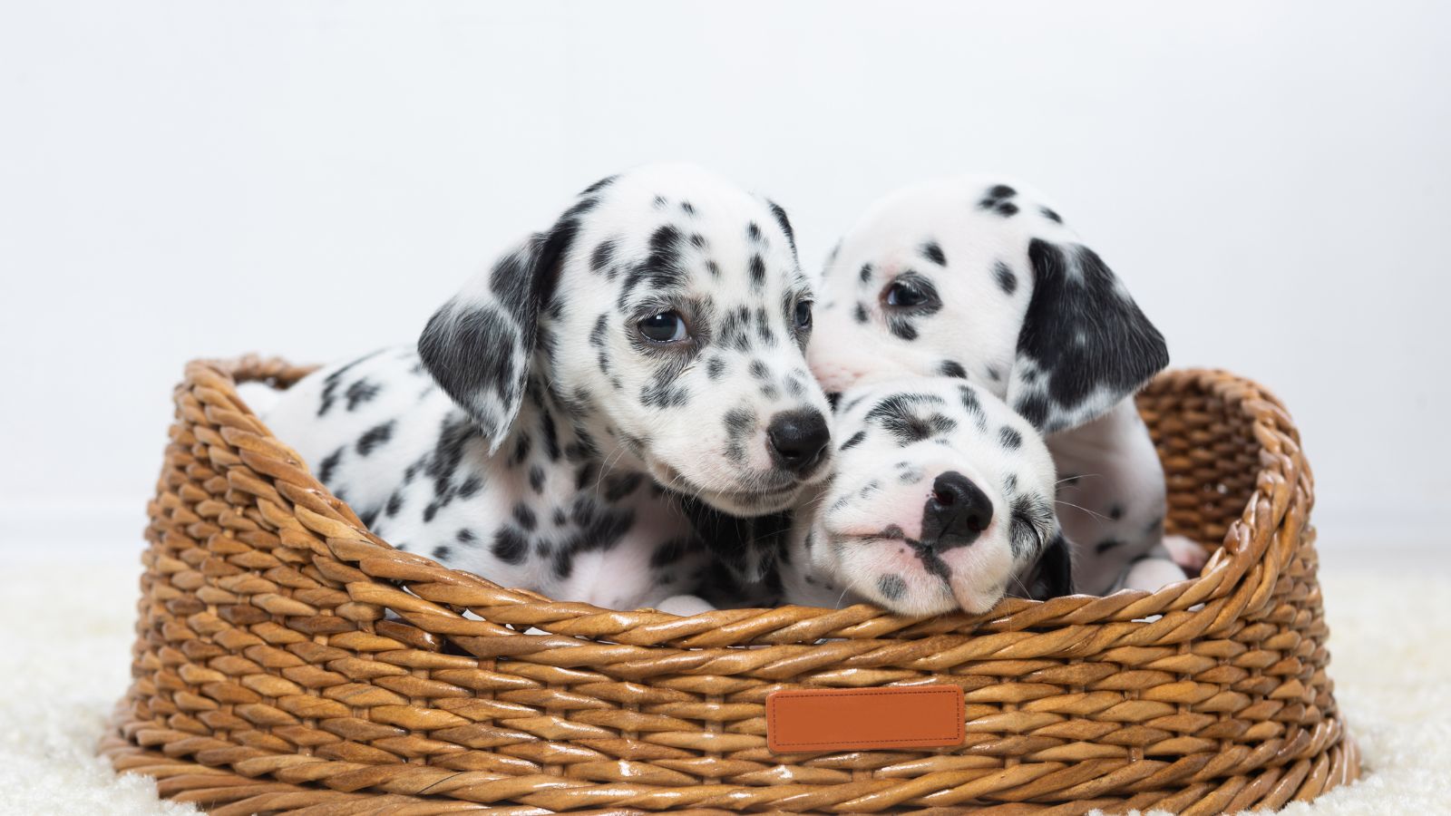 la raza de perro más bonita del mundo