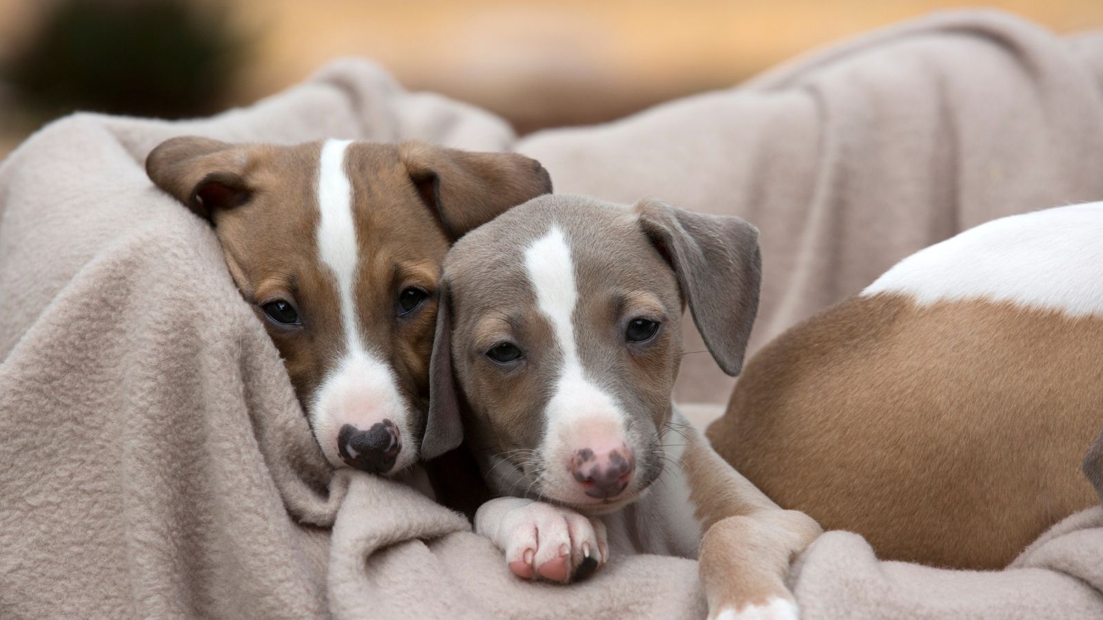 los perritos mas bonitos del mundo