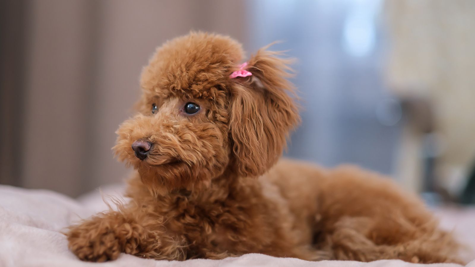 perritos cariñositos