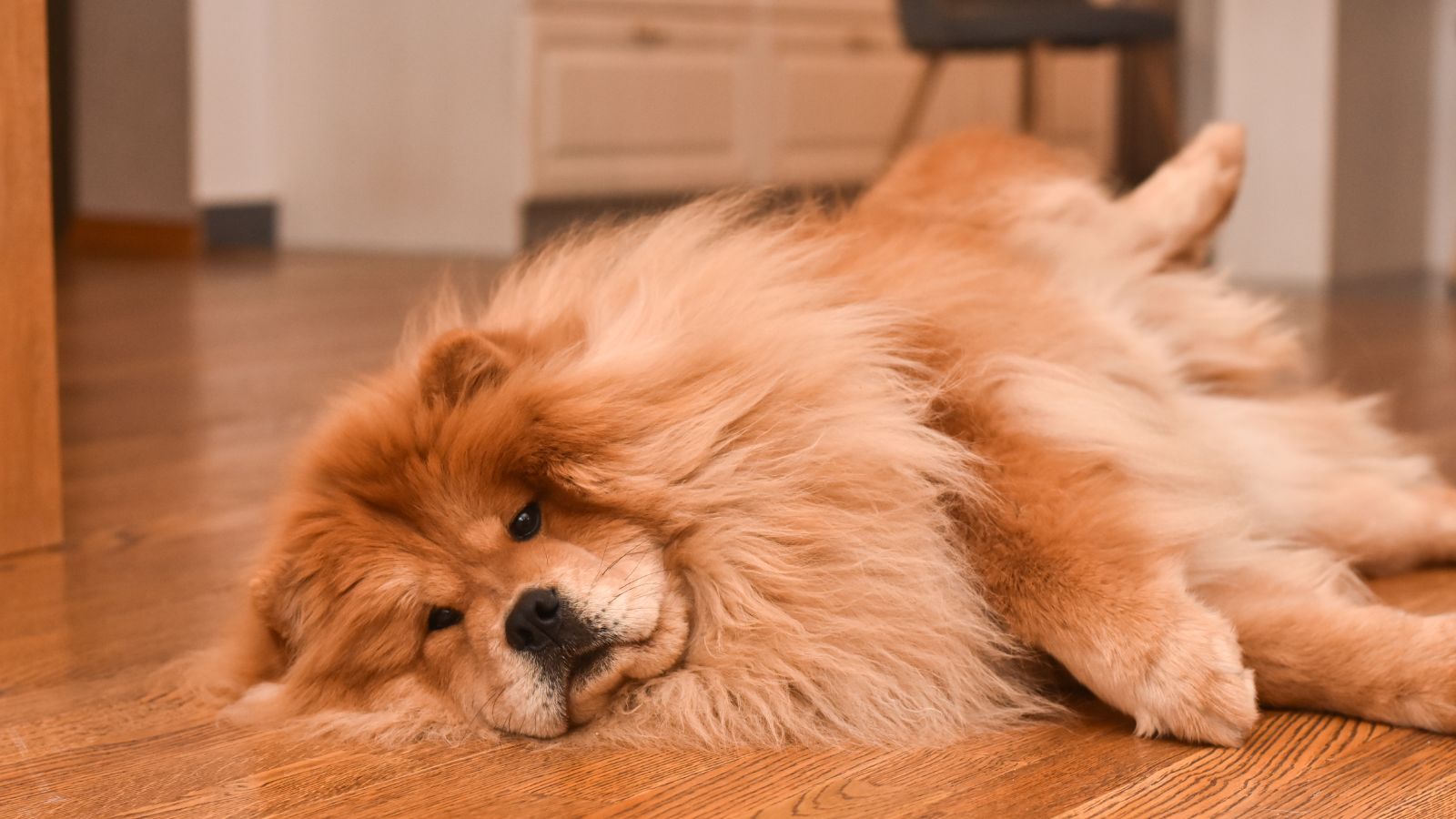 perro gigante peludo