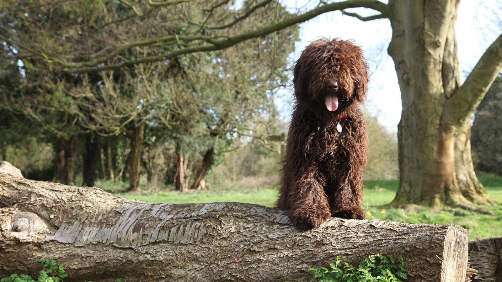 perro peludo grande