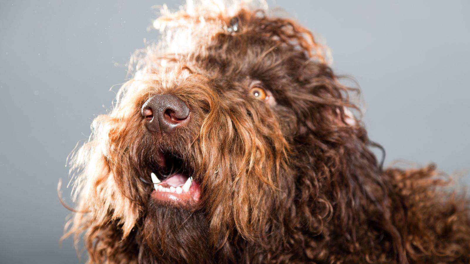 perro peludo mediano