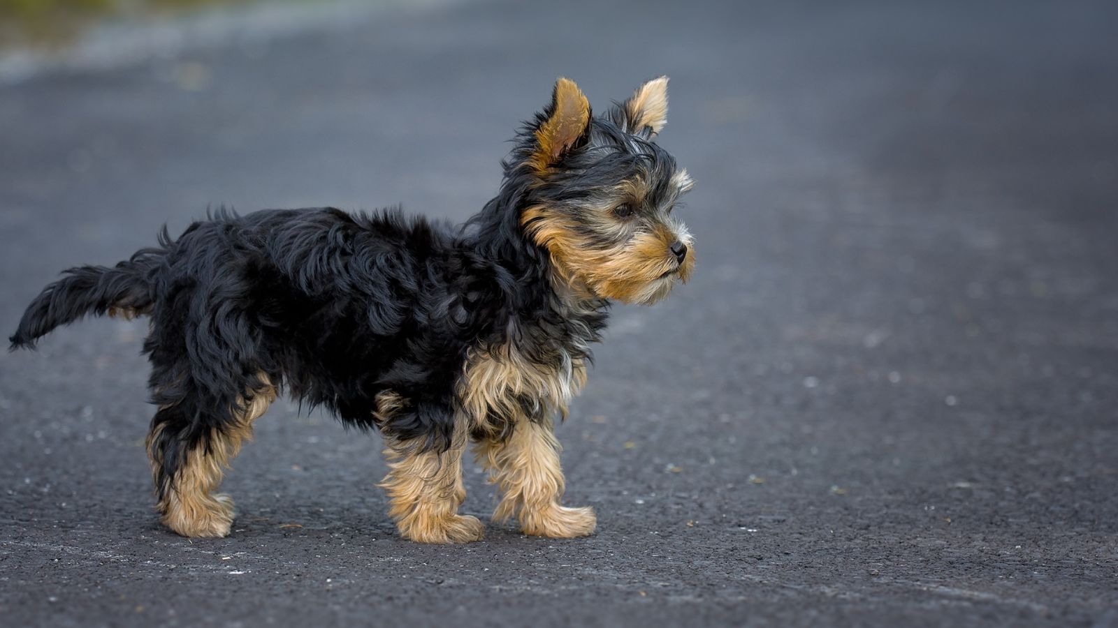 perro pequeno peludo