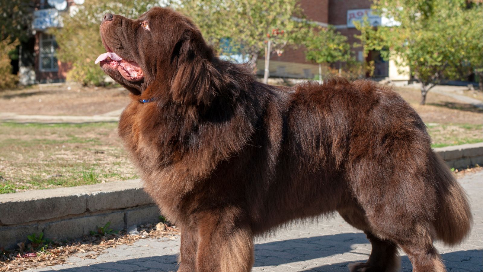 perritos chiquitos peludos