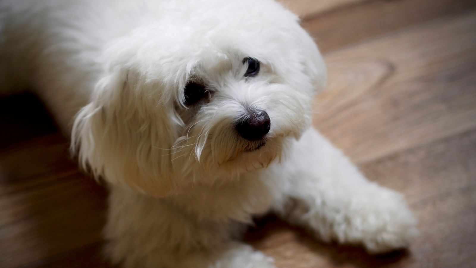 perros cariñosos pequeños