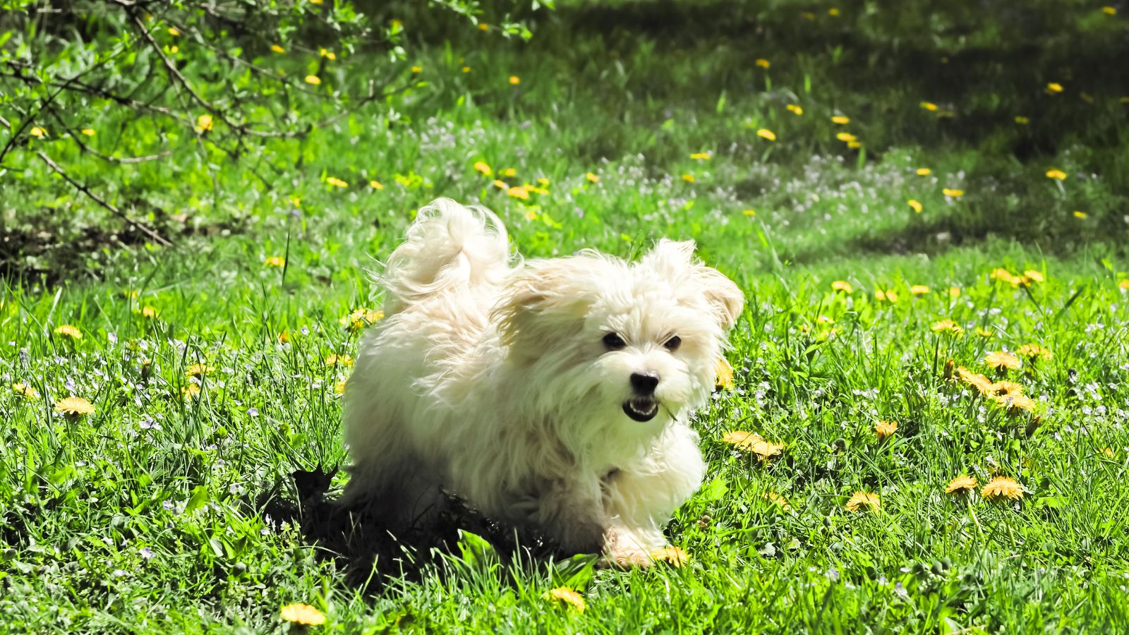 perros peludos pequeños