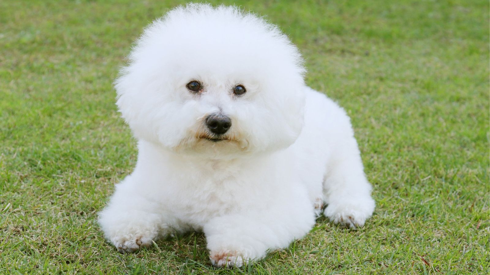 perros pequeños con mucho pelo