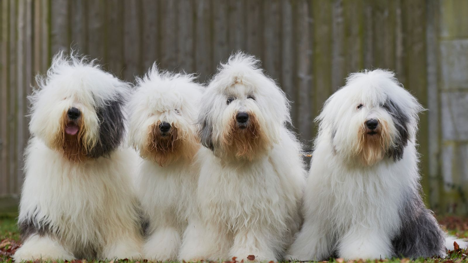 perros pequeños peludos que no crecen
