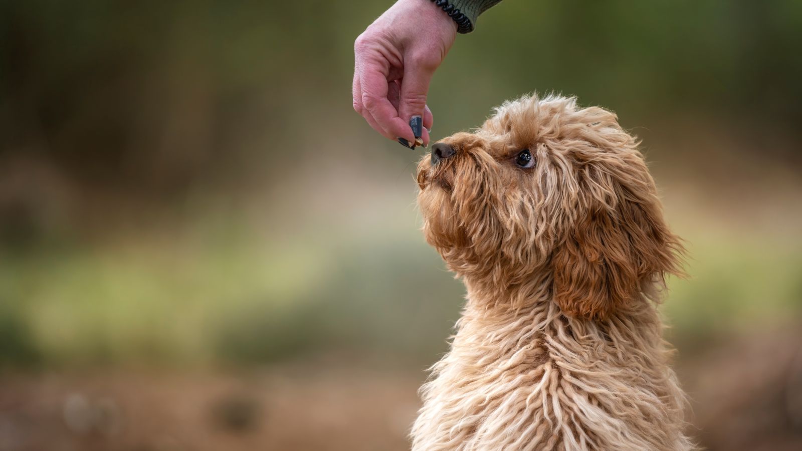 raza de perro cariñoso