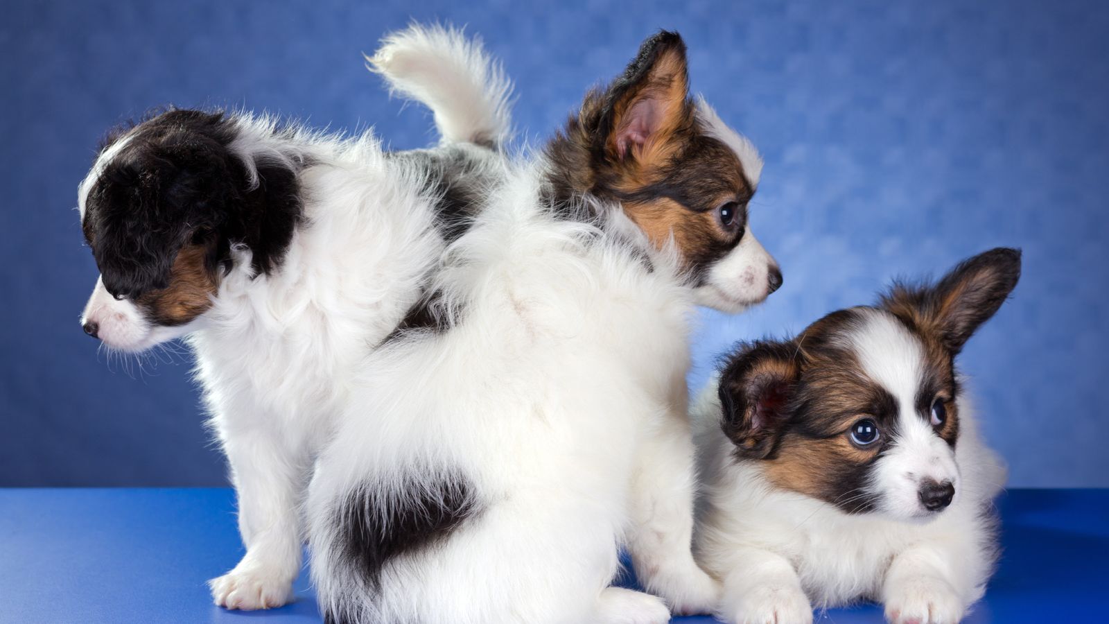 raza pequeña de perros peludos