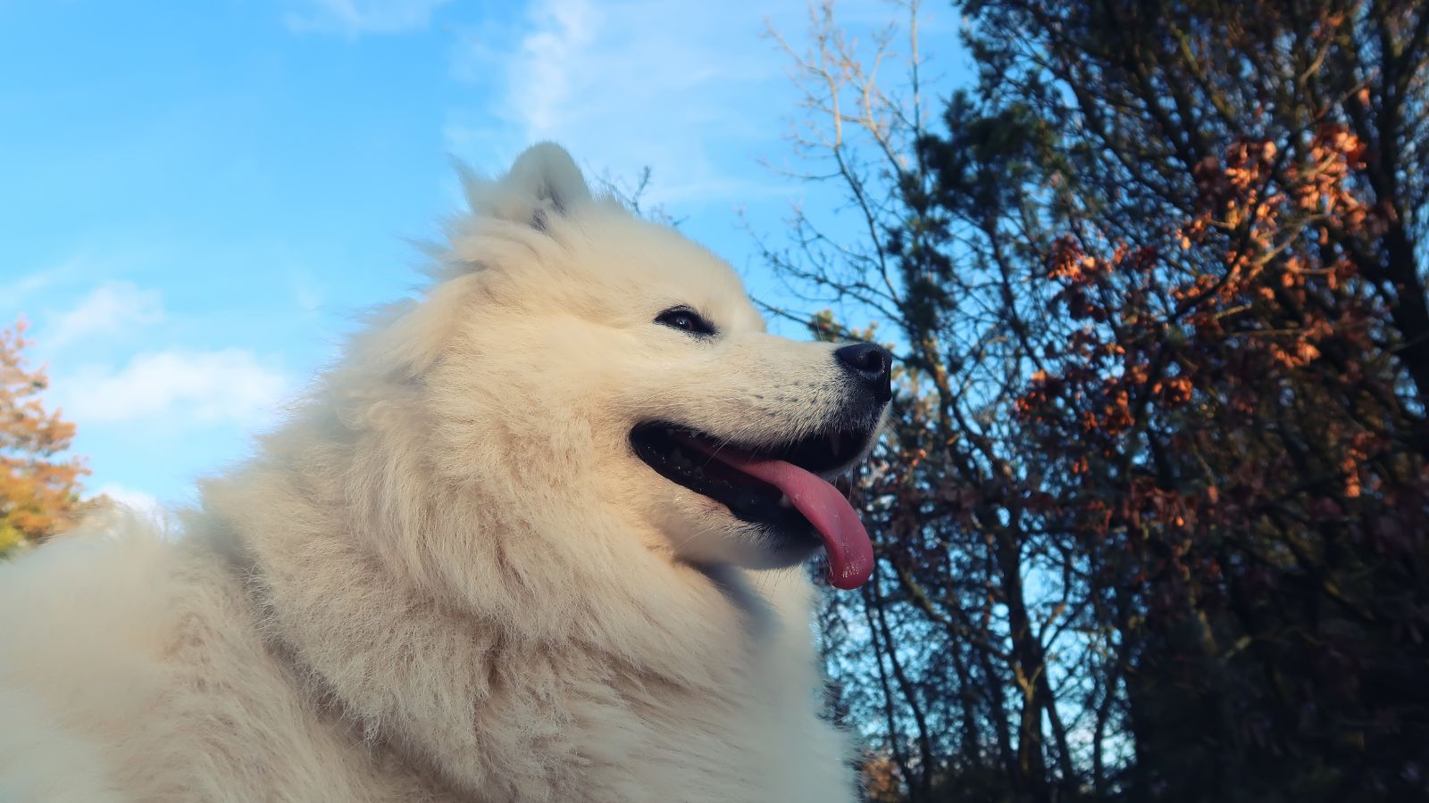 razas de perros grandes mas bonitos