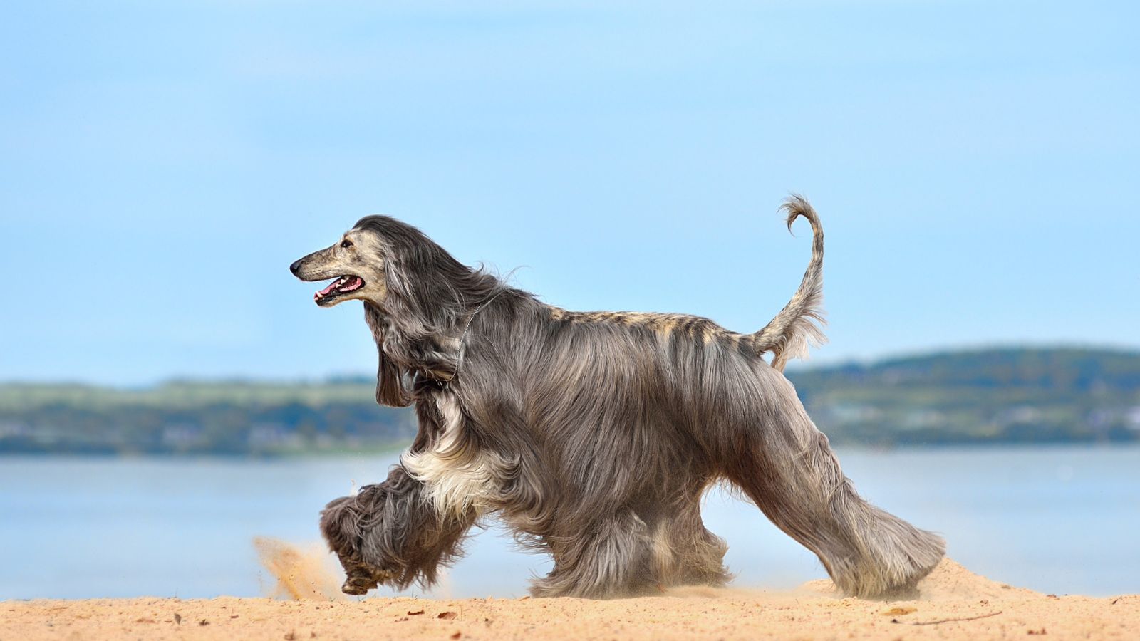 razas de perros pequeños con mucho pelo