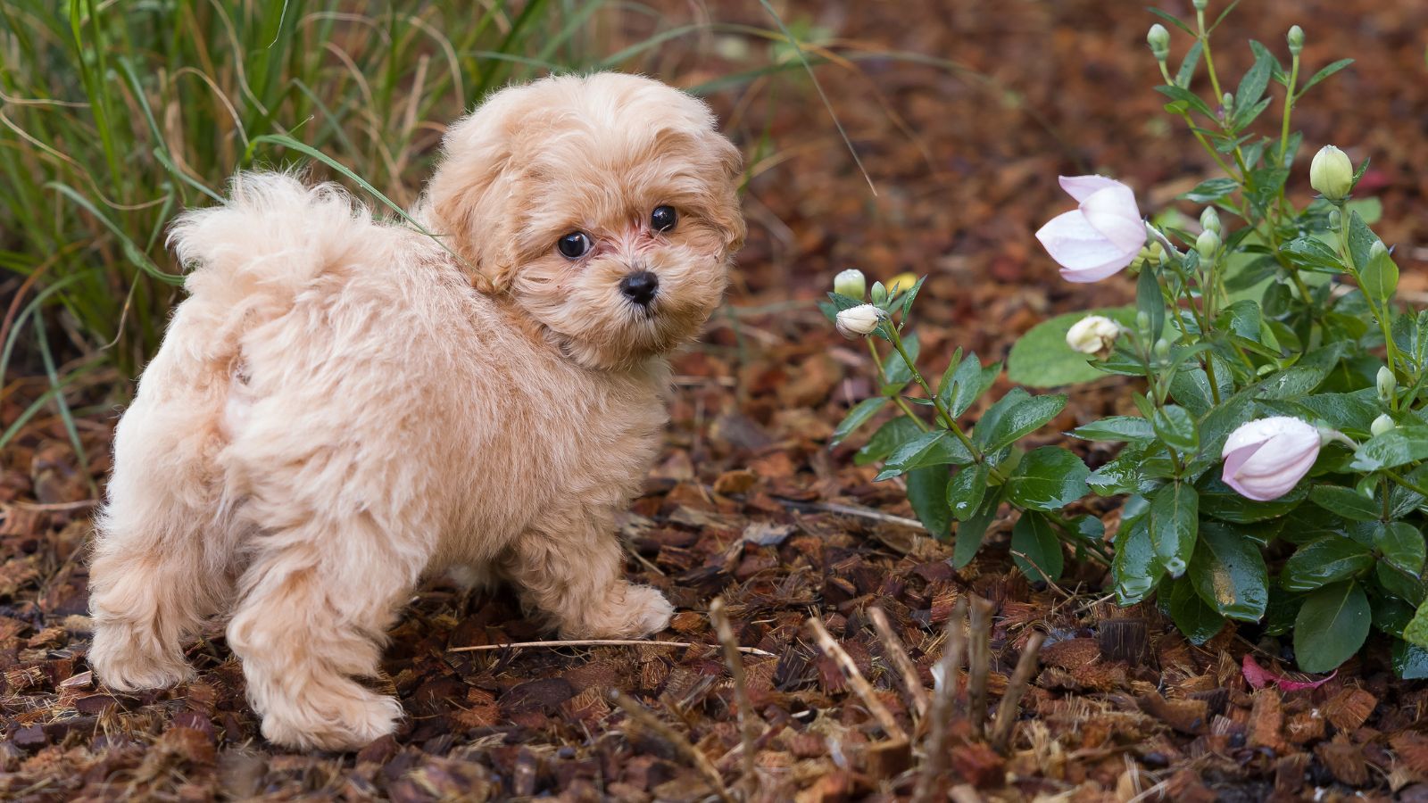 razas de perros pequeños y cariñosos