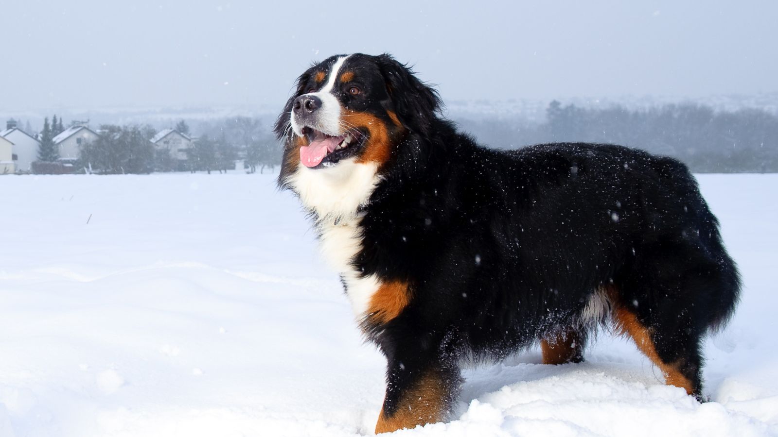 razas perro peludos