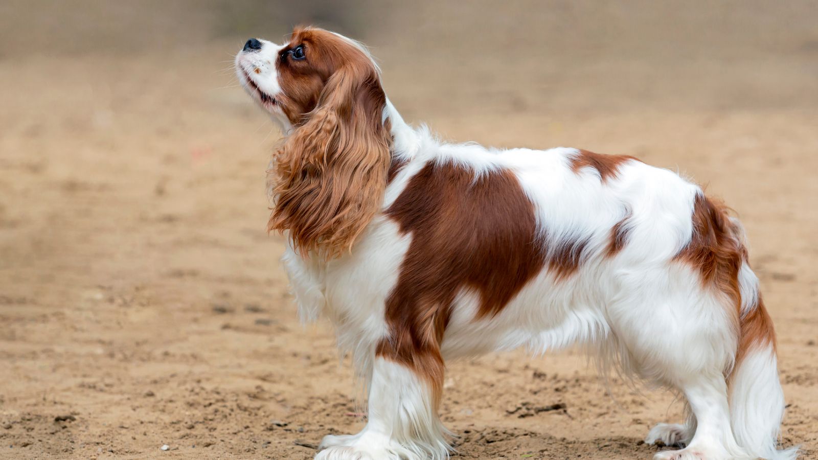 Cavalier King Charles Spaniel