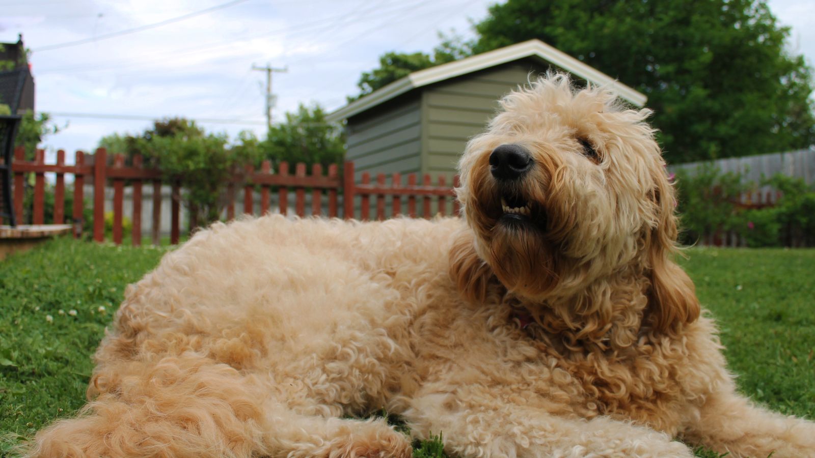 Goldendoodle para niños