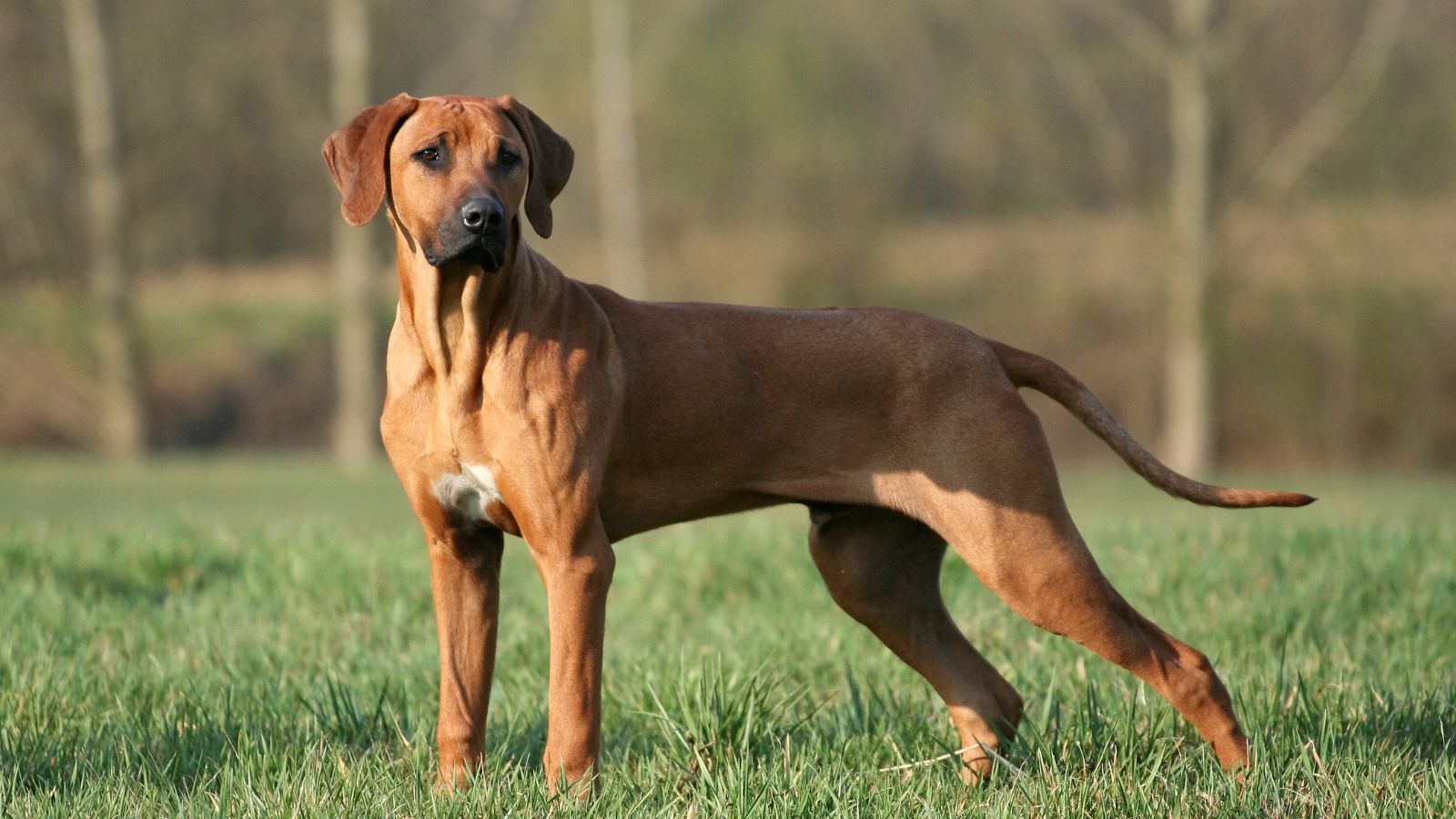 Perro Crestado Rodesiano