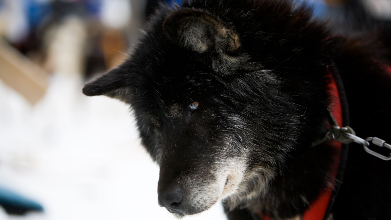 Perro Esquimal Canadiense