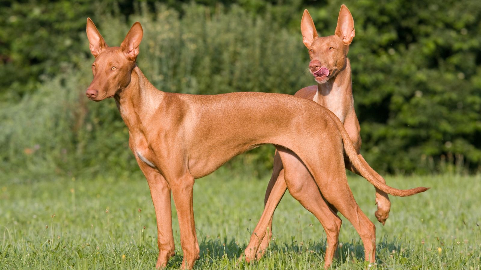 Perro del Faraón