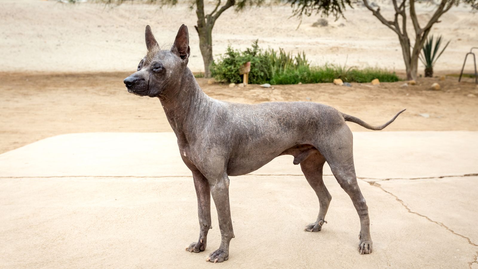 Perro sin pelo del Perú