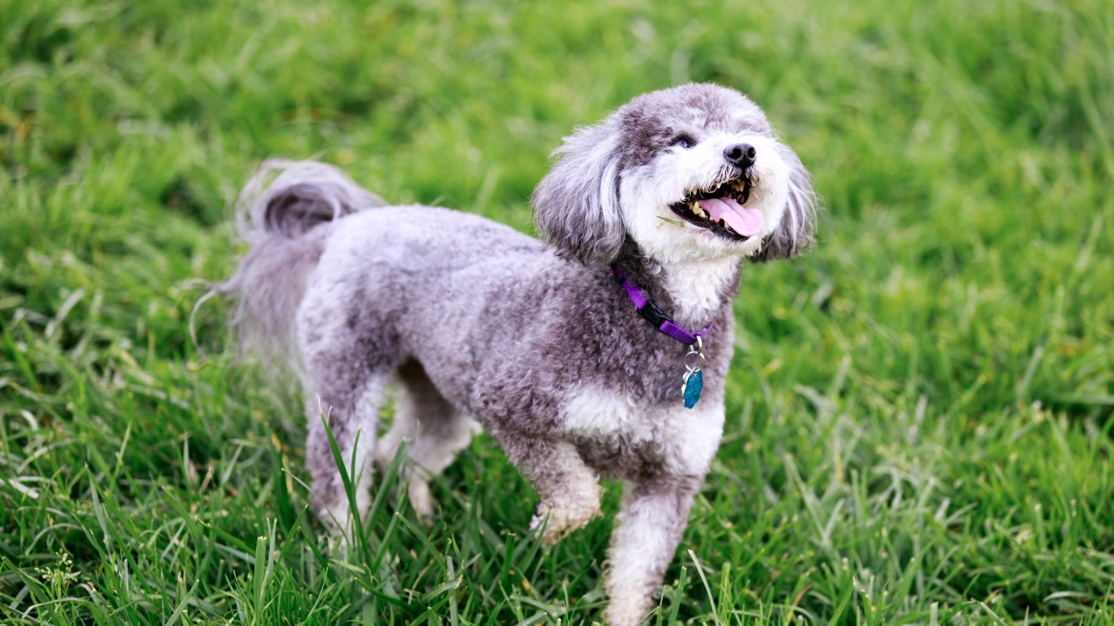 Schnoodle para niños