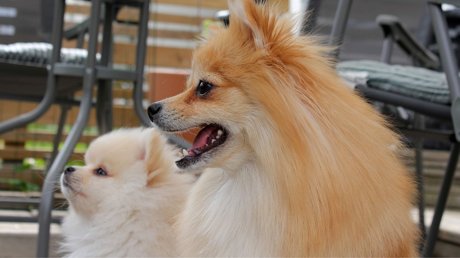 bonitos perros pequeños que no crecen