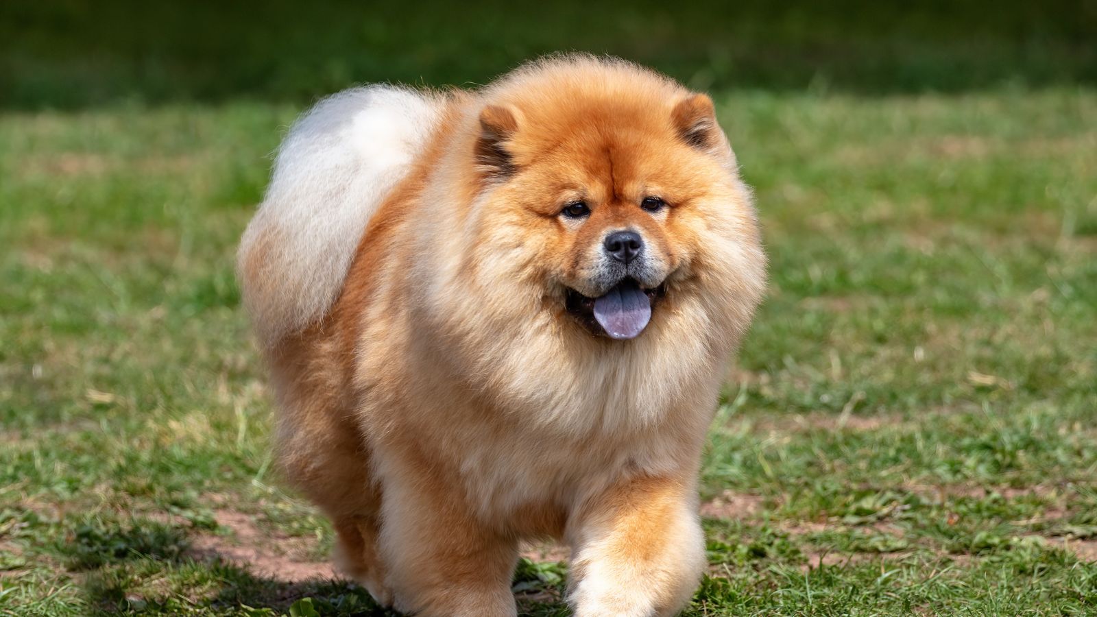 chow chow