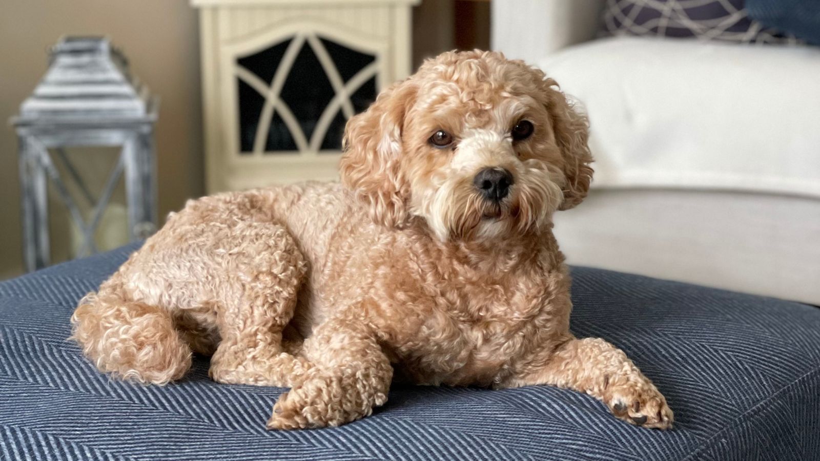 cockapoo para niños