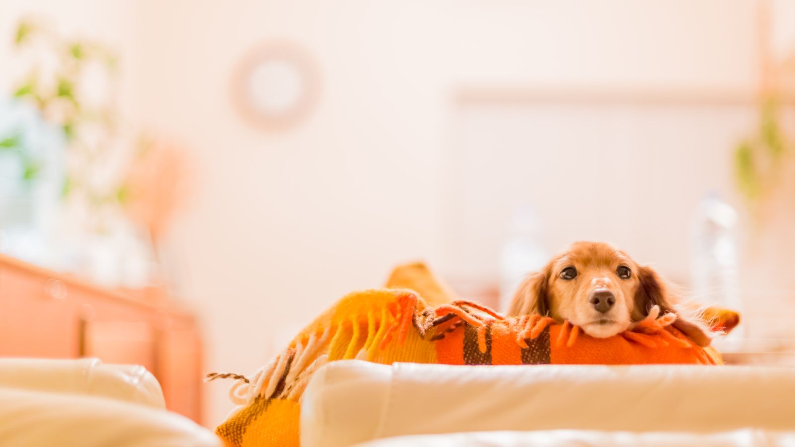 la mejor raza de perros para niños