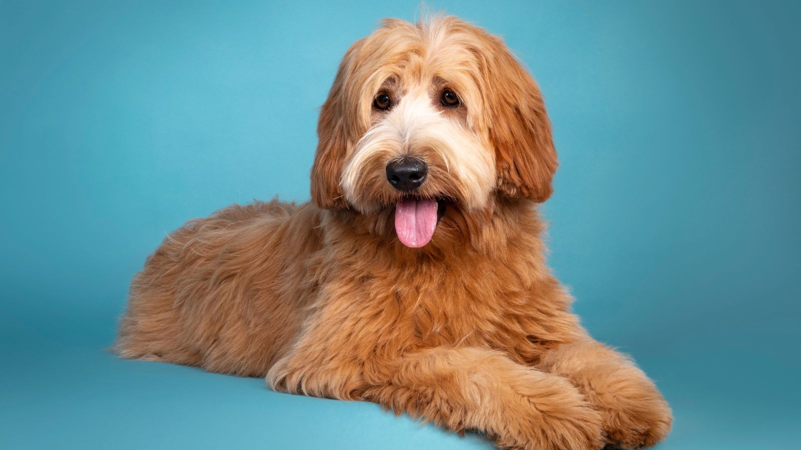 mejores razas de perros para familias