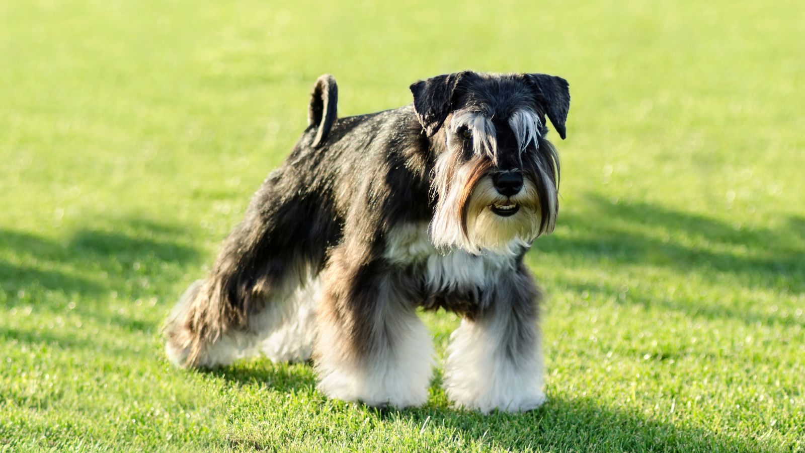 perritos miniatura que no crecen