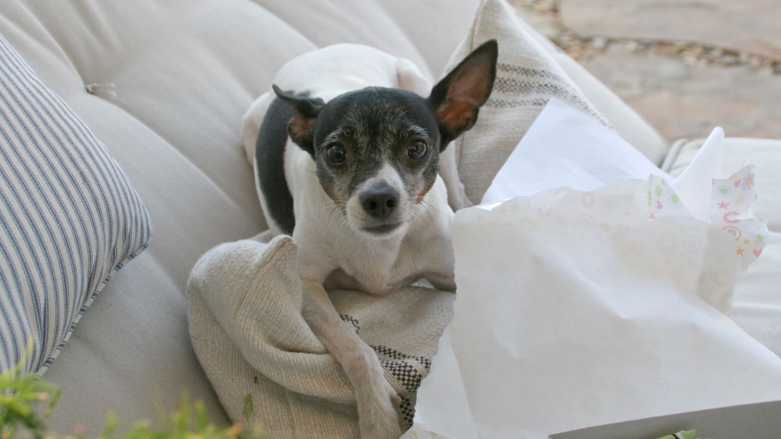 perro pequeño que no crezca
