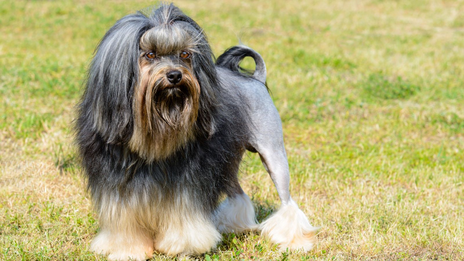 perros premium