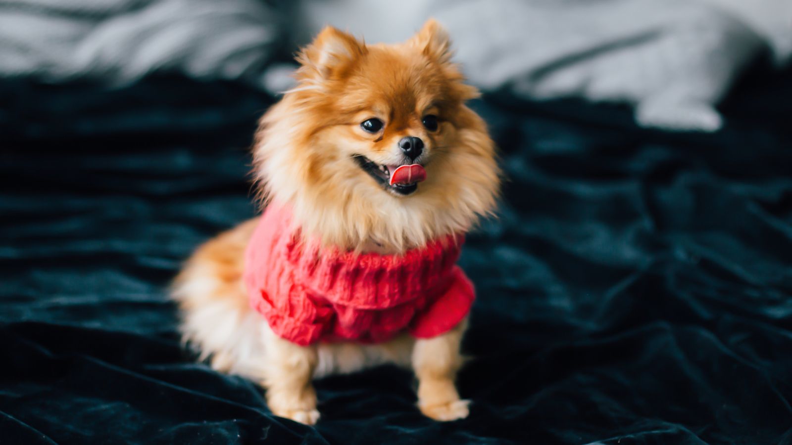 pomerania