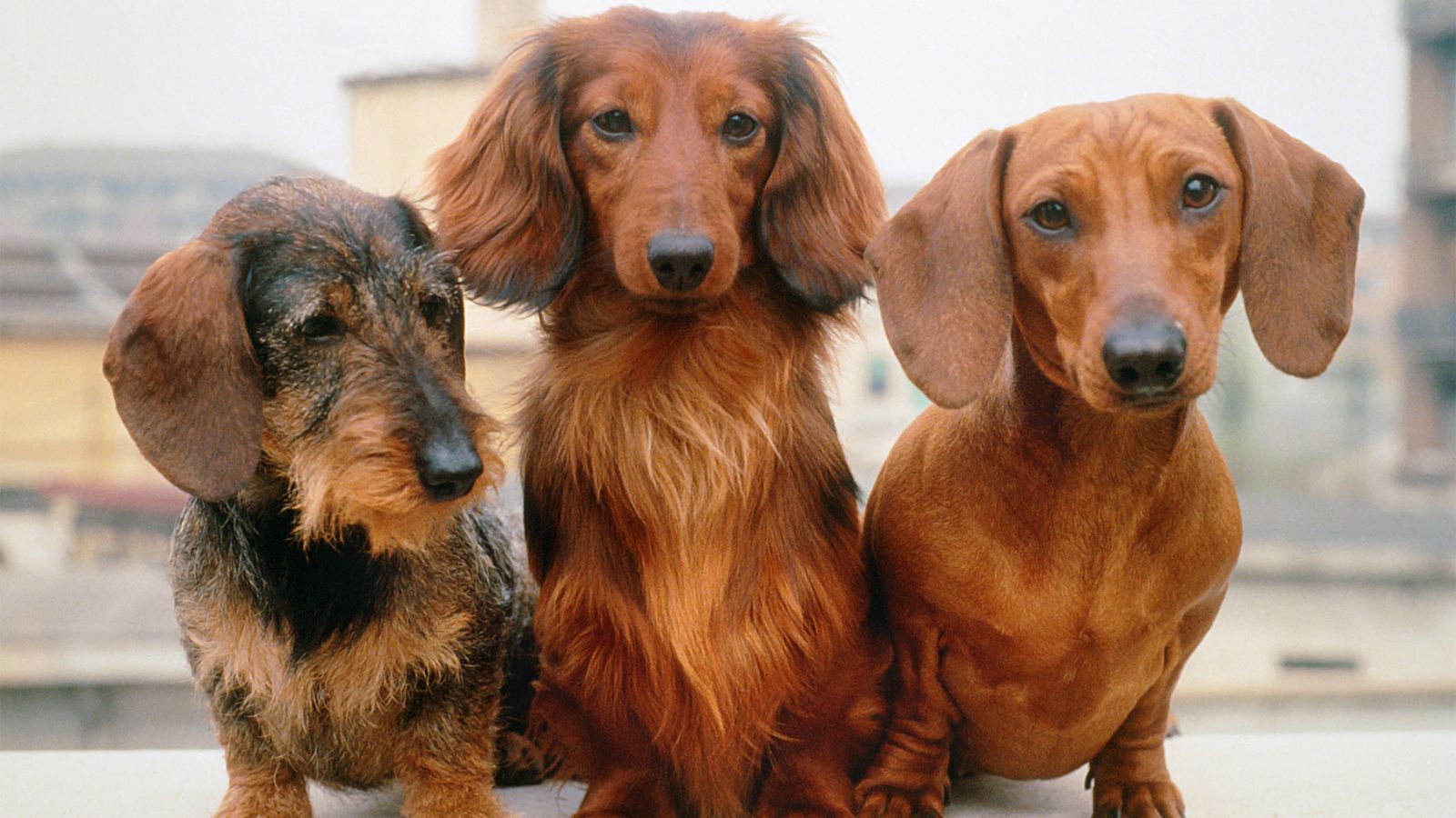 tiernos perros pequeños que no crecen