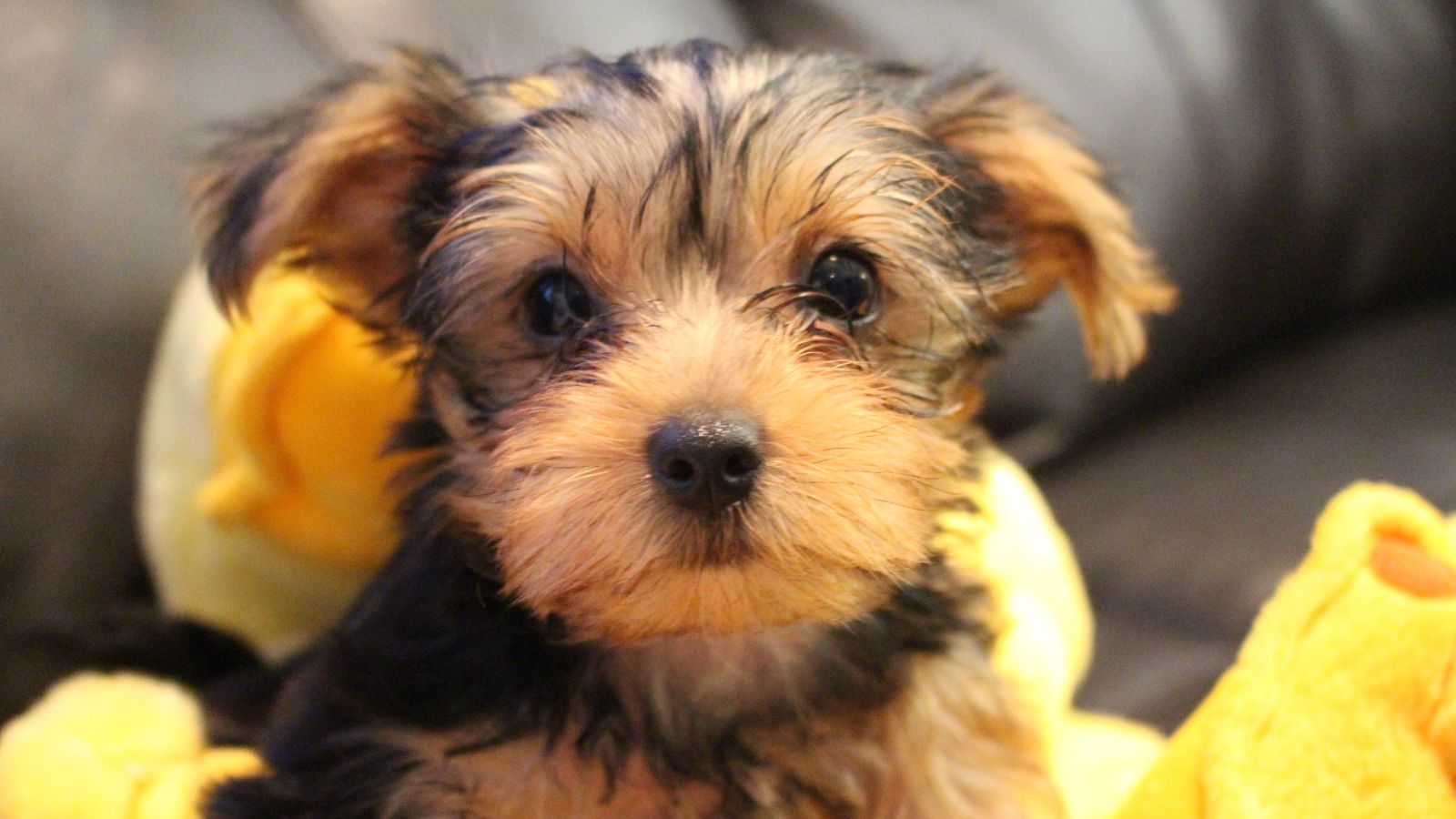 Yorkie-poo pequeño Yorkie-poo