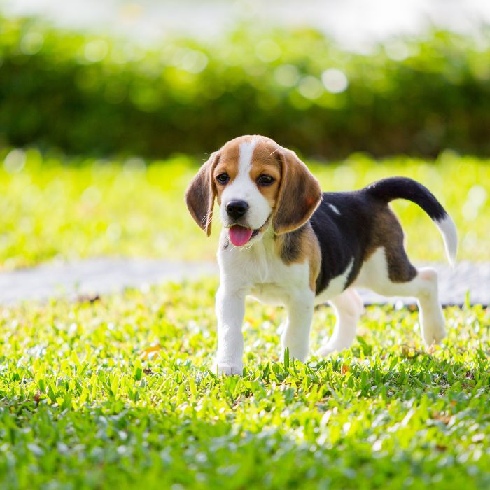 beagle 4