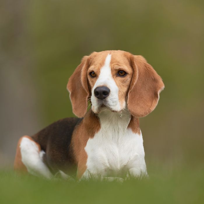beagle 5
