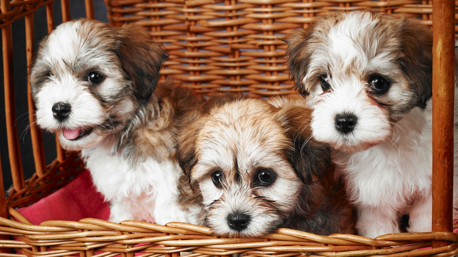 cachorros pequeños cachorros pequeños