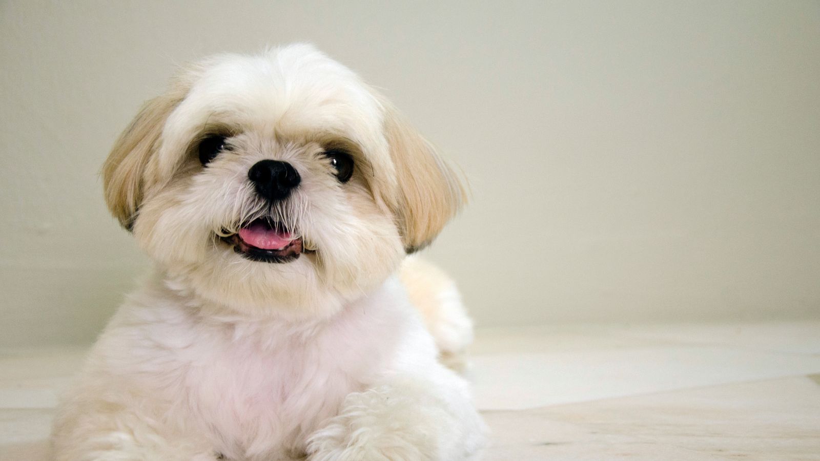 clases de perros pequeños clases de perros pequeños