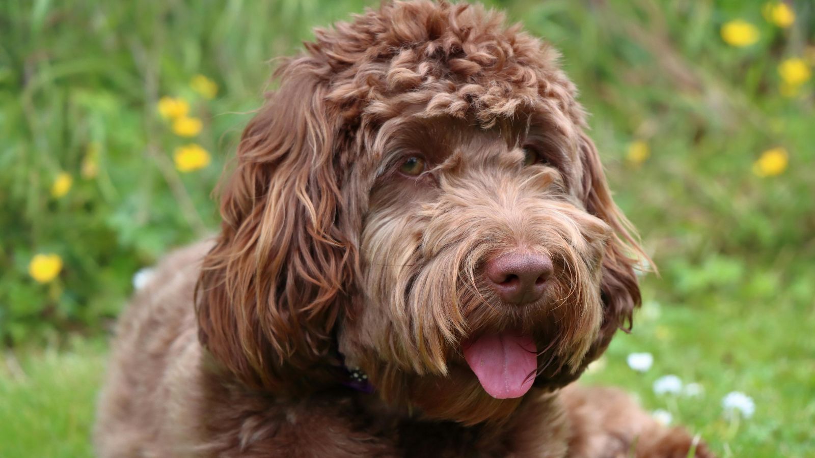 cockapoo marron